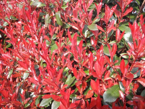 Photinia Carre Rouge new growth