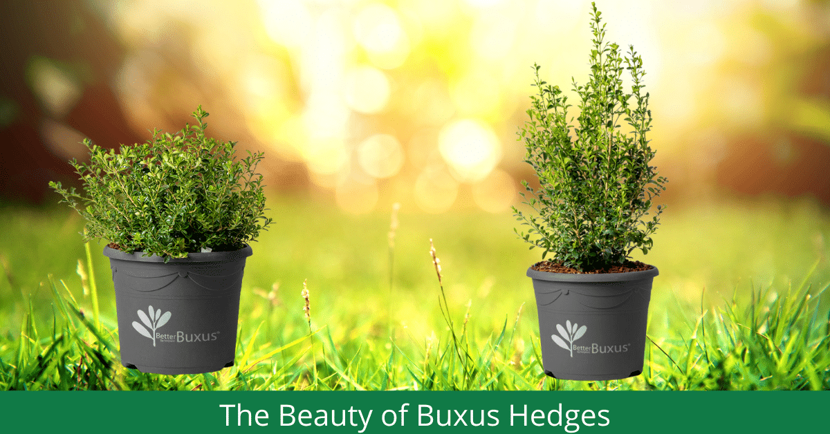Better Buxus Hedges