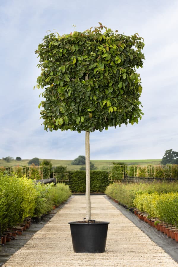 Parrotia high panel scaled