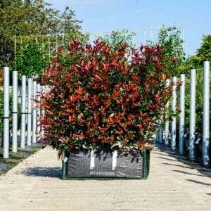 Photinia Carre Rouge (Pallet of 5 Units)