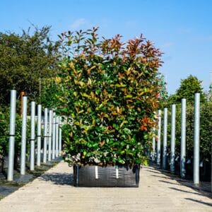 Photinia Red Robin Readybag (Pallet of 5 Units)