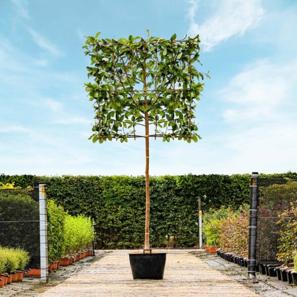 Sorbus Magnifica 180cls scaled