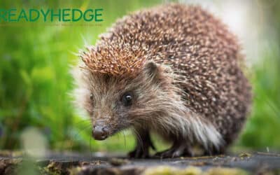 Manage Your Hedges for Hedgehog Heaven