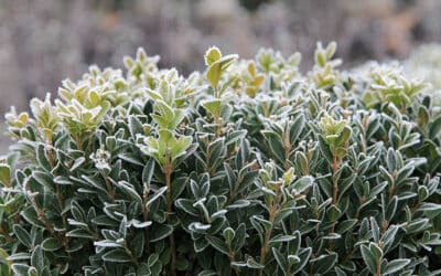 6 Tips on Winter Hedge Care