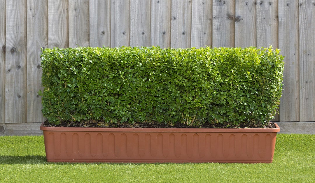 The Benefits of Trough Hedging