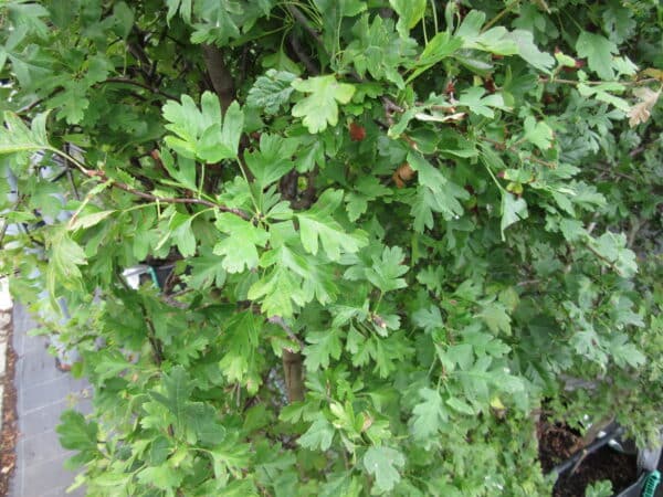 Crataegus monogyna foliage