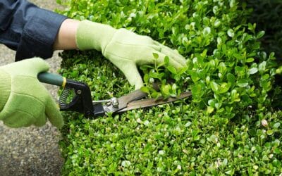 Discover How to Properly Maintain Your Hedges