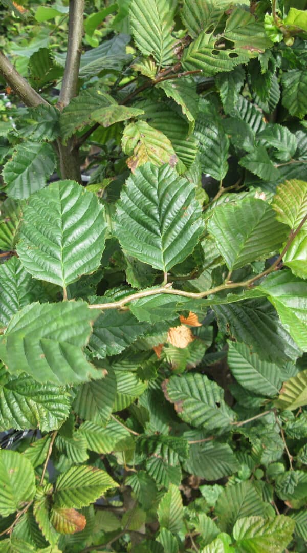 Carpinus betulus foliage