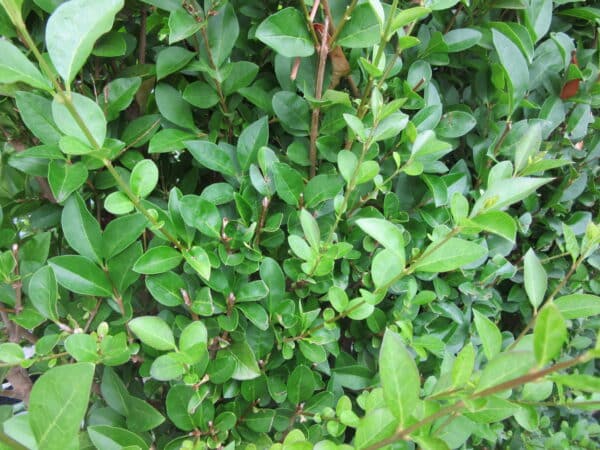 Ligustrum ovalifolium Foliage