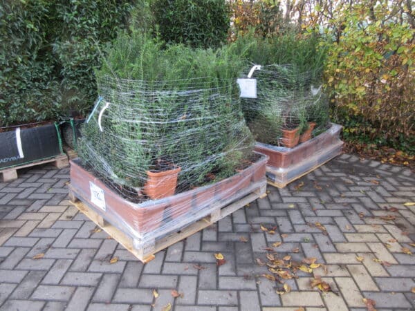 Taxus baccata pallet