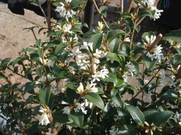 Osmanthus burkwoodii flower