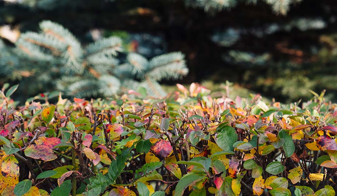 Best Hedge Care Tips for Autumn