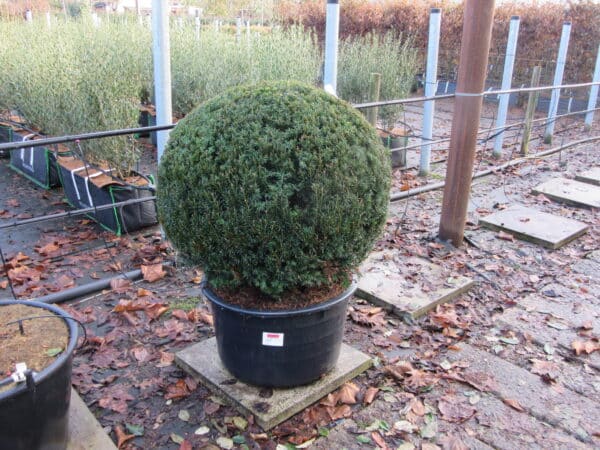 Taxus baccata 90 100cm scaled