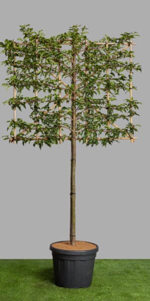 Prunus lus. Brenalia aerial screening