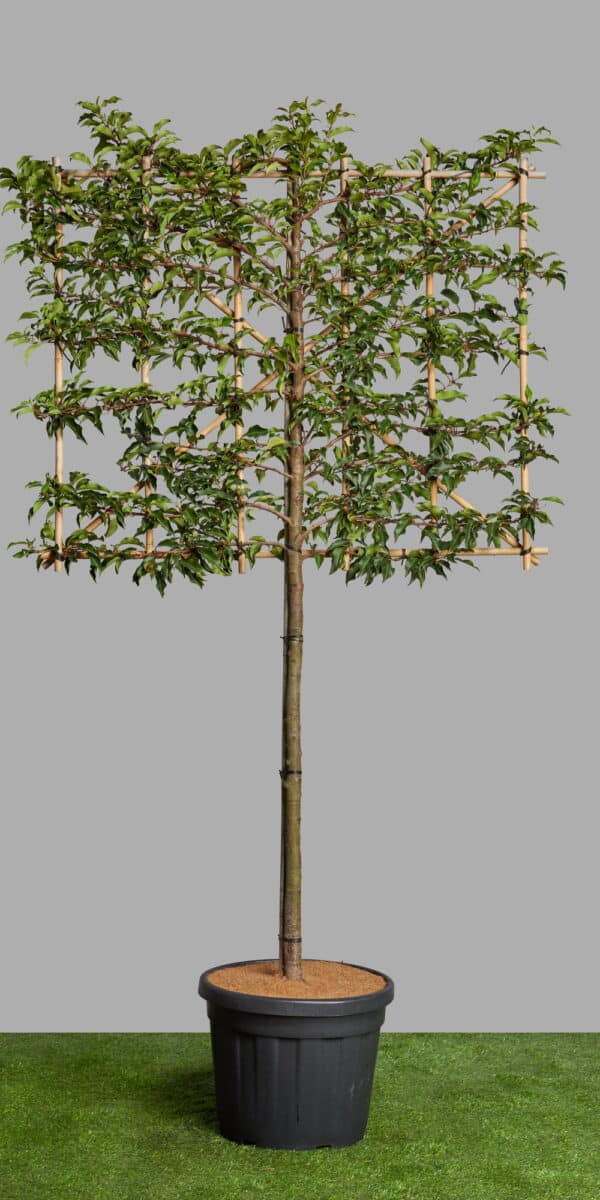 Prunus Brenalia 110cls 23 3 1