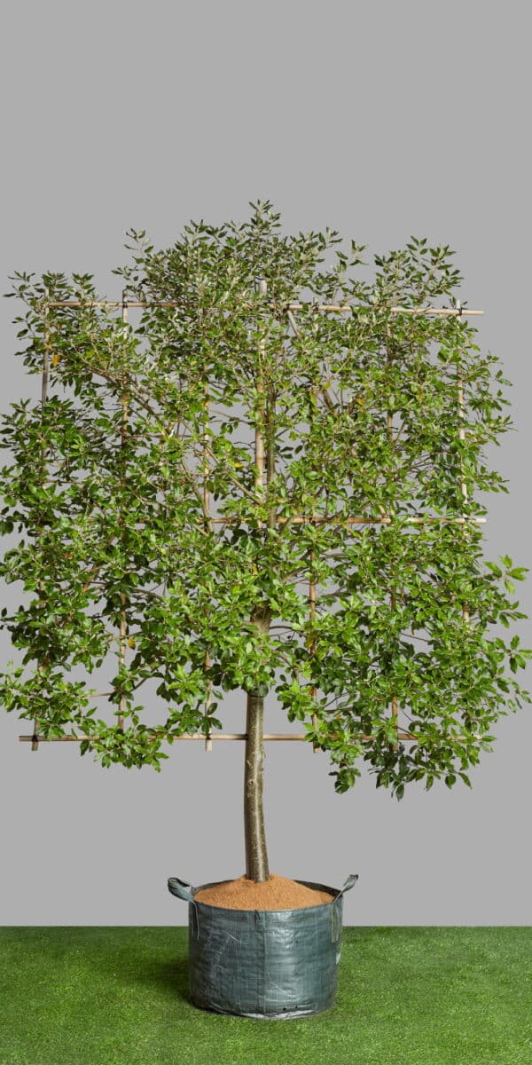 Quercus ilex 50cls 23 3