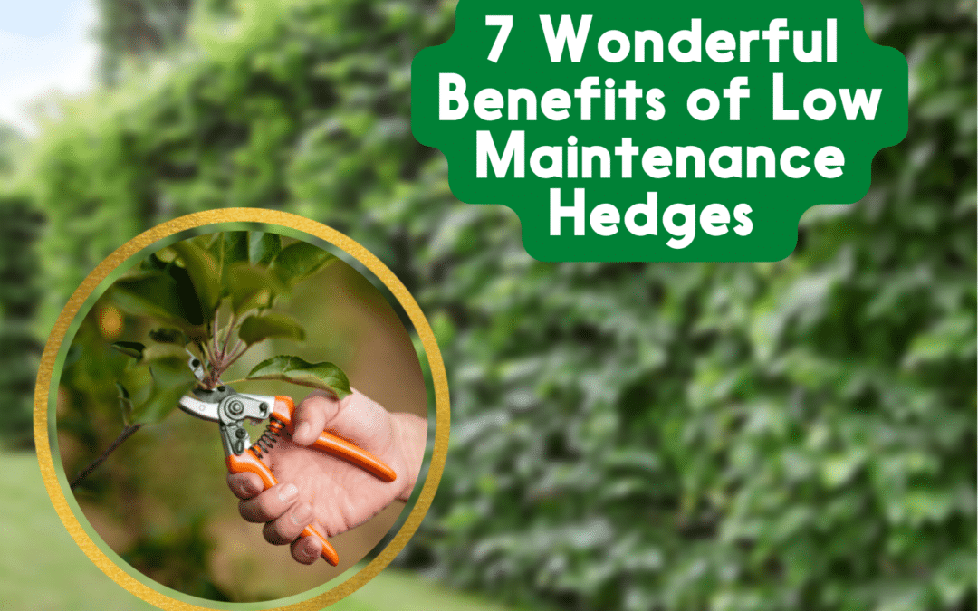 7 Wonderful Benefits of Low Maintenance Hedges