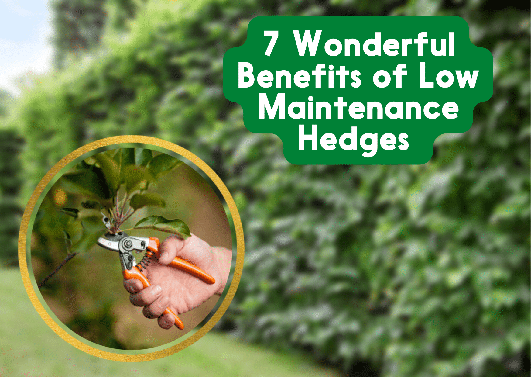 ReadyHedge 7 Wonderful Benefits of low Maintenance Hedges.png