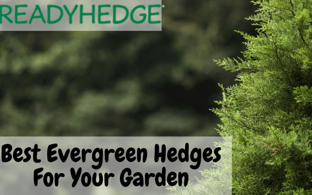 Best Evergreen Hedges For Your Garden