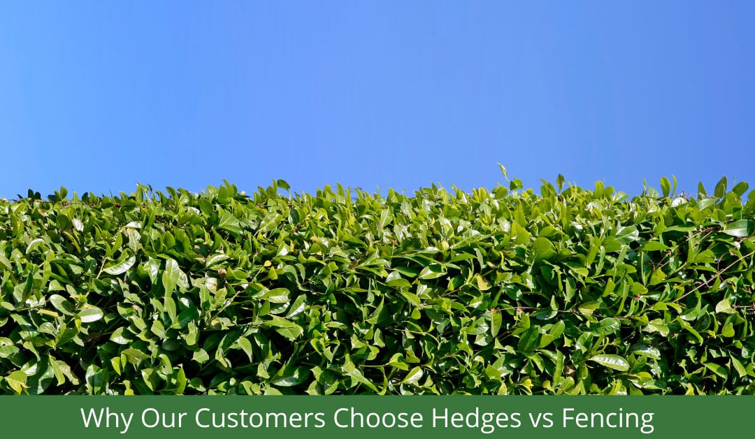 hedges vs fences header