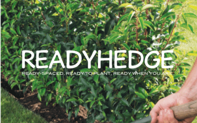 Readyhedges Guide on How to Plant Hedges: Plant a Hedge and Care for it in 4 Easy Steps
