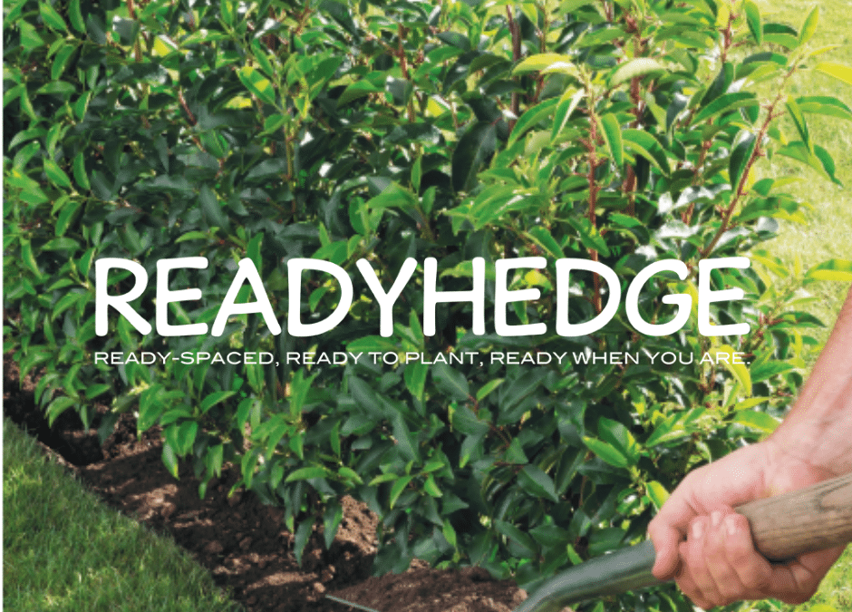 Readyhedges Guide on How to Plant Hedges: Plant a Hedge and Care for it in 4 Easy Steps