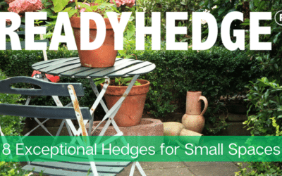 8 Exceptional Hedges for Small Spaces: Transform your Garden Today!