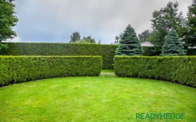Summertime Hedging: Can You Plant a Hedge in Summer?
