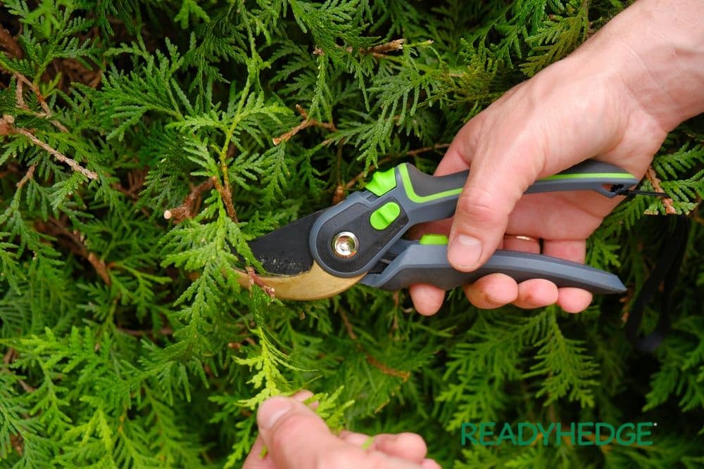 how to hedge trimming in summer