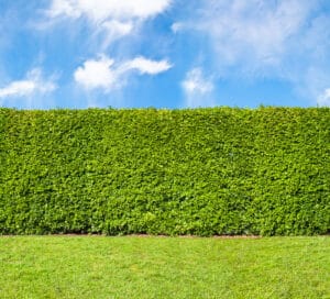 How to Prepare Ground for Hedge Planting