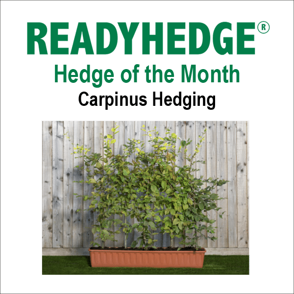readyhedge-newsletter-carpinus-hedging-2