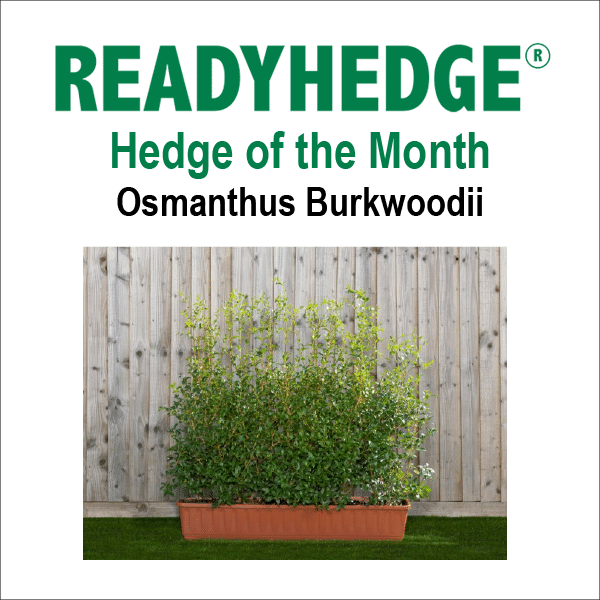 readyhedge-newsletter-osmanthus-burkwoodii-3