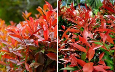 Photinia Red Robin VS Photinia Carre Rouge: An In-depth Comparison
