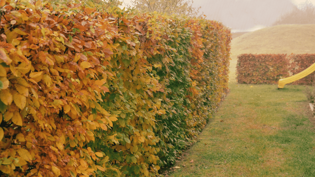 hedges in autumn