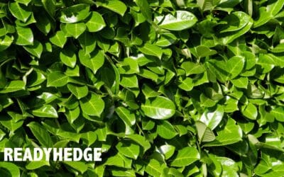 Top 15 Fast Growing Evergreen Hedging Plants in the UK