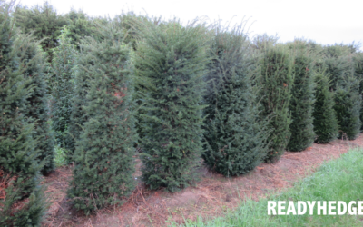 Unveiling the Charm of Taxus Hedging in Your Garden