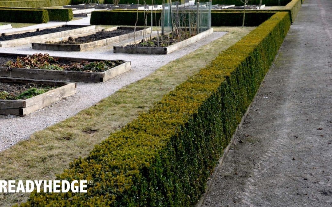 The Versatile World of Low Hedging: Ideas for Every Gardener