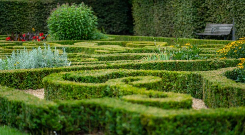 The Versatile World of Low Hedging: Ideas for Every Gardener - 1