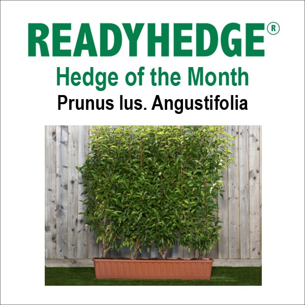 readyhedge-newsletter-prunus-lus-angustifolia