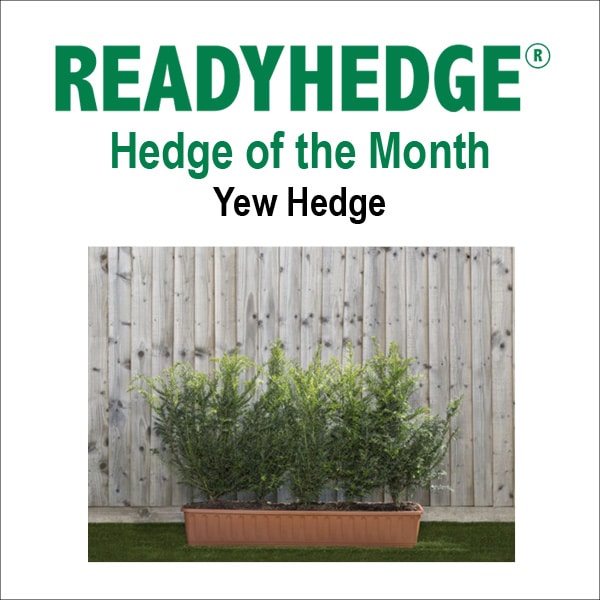 readyhedge-newsletter-yew-hedge-1