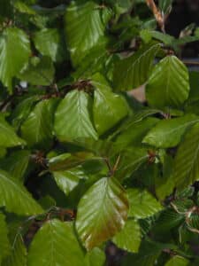 Fagus vs Carpinus Green Beech leaves
