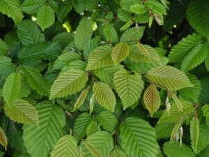 Fagus vs Carpinus Hornbeam leaves